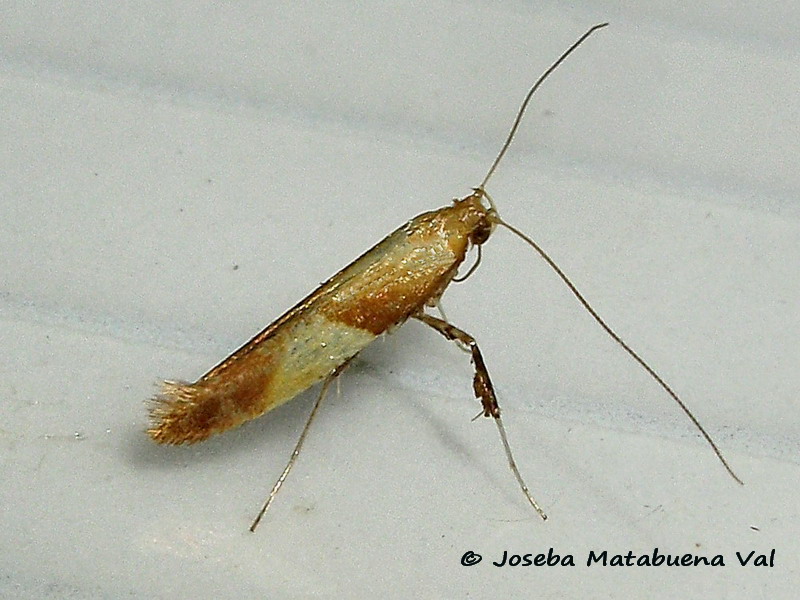 Caloptilia alchimiella - Gracillariidae ?
